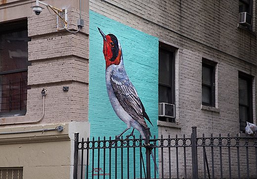 A red-faced warbler on West 162nd Street in Manhattan by street artist ATM, part of the Audubon Mural Project. Photo by Mike Fernandez/National Audubon Society.
